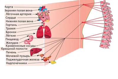 Лечение протрузии грудного отдела позвоночника в Екатеринбурге - Новая  больница