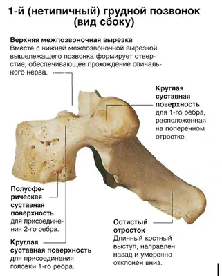 Вправление позвоночника, коррекция позвоночника