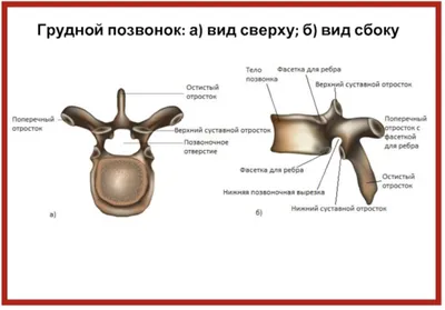 Грудной остеохондроз – что это? Его признаки и лечение - статьи от компании  Еламед