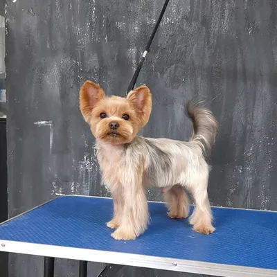 Груминг. Стрижка собак в Киеве - цена на стрижку для собак, Barber Pet