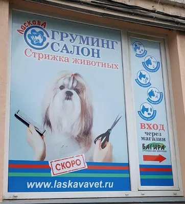 Груминг. Стрижка собак и котов - в груминг-центре Dog City | Киев