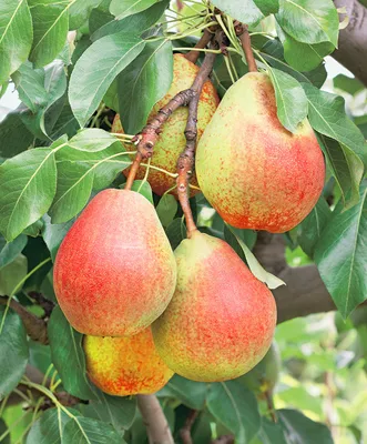 Груша Лесная красавица кг | Яблоки и груши | Arbuz.kz