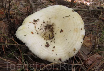 Груздь белый - Lactarius resimus - Грибы Уломы Железной