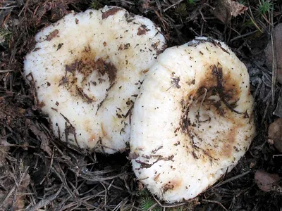 Груздь жёлтый - Lactarius scrobiculatus - Грибы Уломы Железной