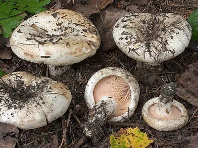 Груздь настоящий (сырой), Lactarius resimus - Грибы Средней Полосы