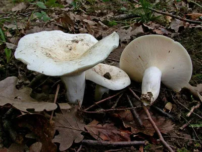 Груздь жёлтый (Lactarius scrobiculatus) фотографии, видео и истории