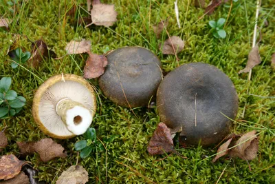 Груздь синеющий - Lactarius repraesentaneus - Грибы Уломы Железной