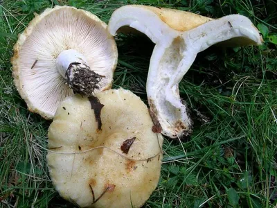 Чёрный груздь, Lactarius necator. Мурманская обл., г.Ковдор, 28.08.2016г. —  Фото №223505