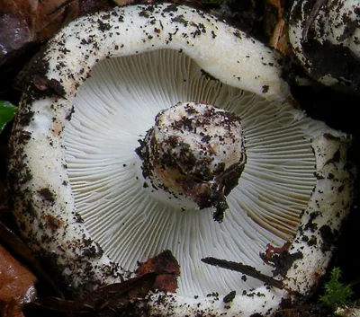 Груздь чёрный - Lactarius necator - Грибы Уломы Железной