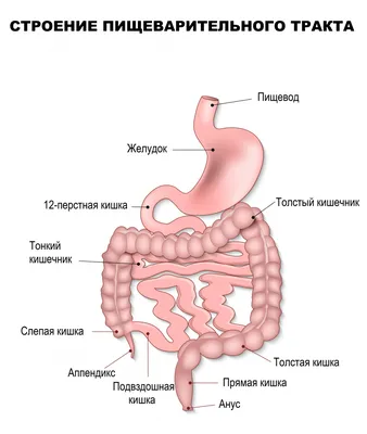 Грыжа пищеводного отверстия диафрагмы (ГПОД) как причина  гастроэзофагеального рефлюкса. | Доктор Силантьева | Дзен