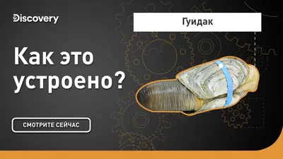 Silver_track_vladivostok - Называется этот моллюск гуидак. Как вид,  появился на свет несколько миллионов лет назад, и ученные-малакологии  утверждают, что этот моллюск является ровесником динозавров. Существуют  старые китайские хроники, в которых ...