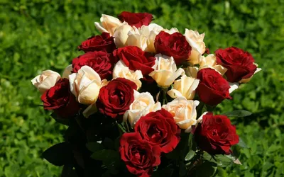 Только у нас всегда свежая пионовидная кустовая роза Для заказа🤗  📱87754632382 Гул Маркет ❤️ 🌿Ауэзова 54/1 🌿Кеншелер 14а район… | Instagram