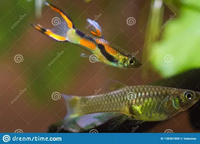 Гуппи Красный блондин (Poecilia reticulata Red blonde) самцы купить  недорого в Москве | Амигофиш