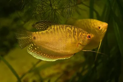 Гурами белый перламутр (Trichogaster trichopterus) - 4-5см L-2019-10-29  купить оптом и в розницу ≡ Labeo ᐈ labeo.com.ua ⋆ Спешите купить!