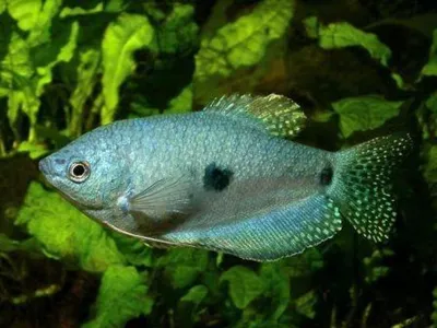 Гурами голубой двухточечный (Trichogaster trichopterus var. Blue morph)  купить в Челябинске