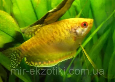 ГУРАМИ МЕДОВЫЙ КРАСНЫЙ размер M рыбка для аквариумаColisa chuna Honey-red  gourami | Зоомагазин \"Зоо сити\"