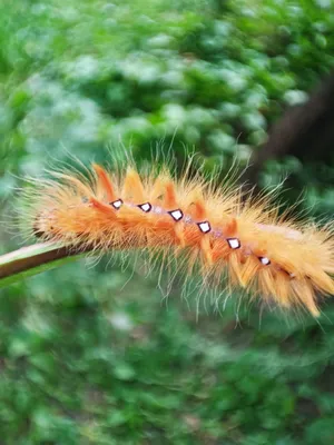 File:Pseudoips prasinana (larva) - Green silver-lines (caterpillar) -  Челночница зелёная (гусеница) (39326965280).jpg - Wikimedia Commons