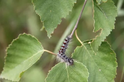 Гусеница мотылька 'Bagworm' | 'Мешочница', собирает и пилит маленькие  палочки из которых строит слож / гусеница :: Насекомое :: животный мир /  смешные картинки и другие приколы: комиксы, гиф анимация, видео, лучший  интеллектуальный юмор.