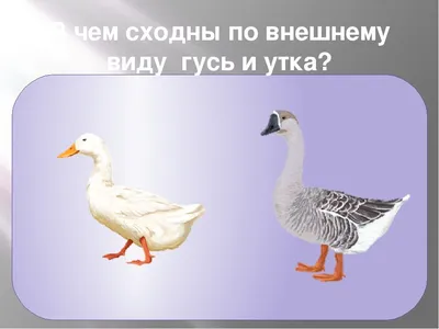 Воспоминание о весеннем пролёте. Часть 1. Причины снижения численности  пролётных гусей. | Летопись живой природы | Дзен