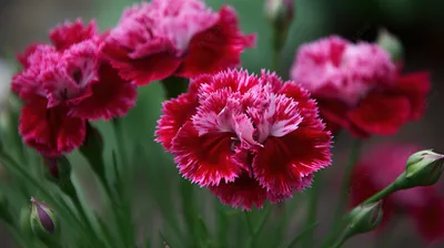 Букет из нежно-розовых гвоздик - заказать доставку цветов в Москве от Leto  Flowers