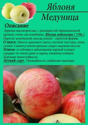 Яблоня ягодная Malus baccata (L.) Borkh