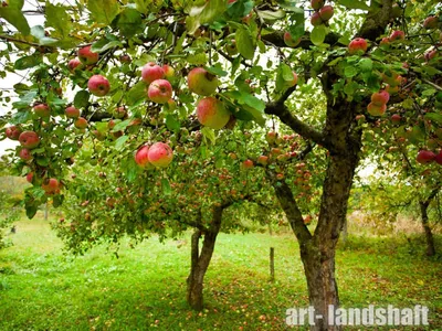 Яблоня - Malus. Уход и выращивание яблони