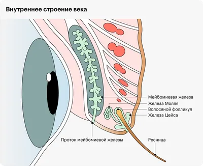 Ячмень на глазу. Ребенок с ячмень на глазу. Воспаление века. Человеческое  болезнь Стоковое Фото - изображение насчитывающей кожа, заболевание:  183516306