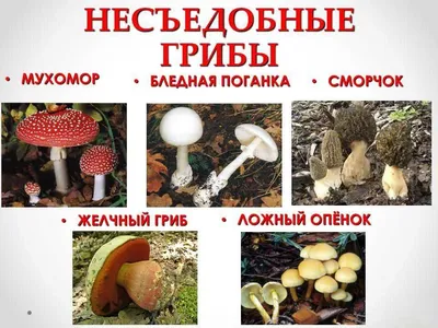 Ядовитые грибы фото
