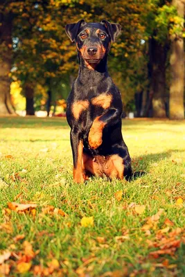 Немецкий ягдтерьер (Deutcher Jagdterrier) (Породы собак) ягдтерьер фото,  ягдтерьер купить, щенки ягдтерьера, ягдтерьер видео, собака ягдтерьер,  порода ягдтерьер, немецкий ягдтерьер, купить щенка ягдтерьера Энциклопедия  о животных EGIDA.BY