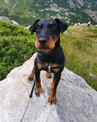 Ягдтерьер (Немецкий ягдтерьер) / Deutcher Jagdterrier (German Hunting  Terrier) - PetsPoint.ru