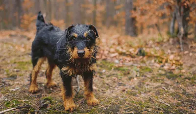 Немецкий ягдтерьер (Canis lupus familiaris 'Jagdterrier') - Rock Identifier