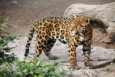 Jaguar Animal Zoo - Free photo on Pixabay - Pixabay
