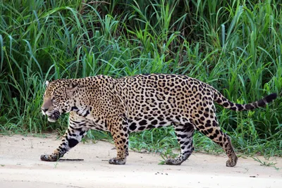 Jaguar | The Living Desert