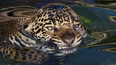 Jaguar – Wikipedia