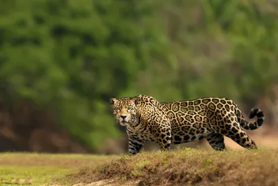 Jaguar | Rainforest Alliance