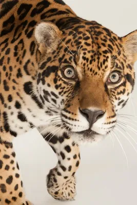 Jaguar