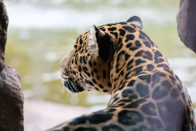 Fünf Fakten über den Jaguar | National Geographic | National Geographic