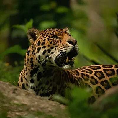 Jaguar Leopard Tiger Cheetah Cat PNG - Free Download Ai Generative 24499894  PNG