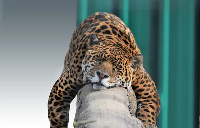 Jaguar Feline Animal - Free photo on Pixabay - Pixabay