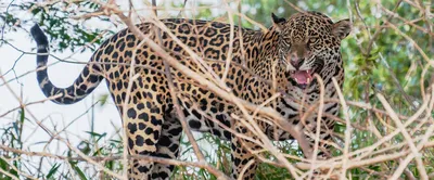 Our Favorite Jaguar Animal Facts To Celebrate December's Featured Animal of  the Month!