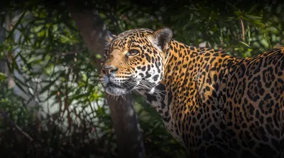jaguar isolated on transparent background ,leopard wildcat clipart  ,generative ai 27125693 PNG