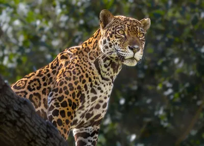 Panthera's Jaguar Program | Panthera