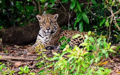 The Jaguar Freeway | Science| Smithsonian Magazine