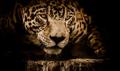 jaguar isolated on transparent background ,leopard wildcat clipart  ,generative ai 27125695 PNG