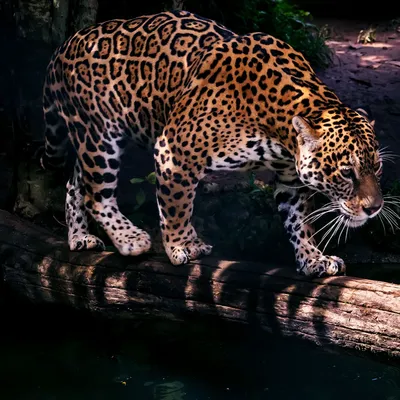 Jungle Leopard Jaguar Wallpaper Background Generative AI Stock Illustration  | Adobe Stock