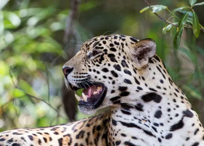 Jaguar Toy | Wildlife Animal Toys | Safari Ltd®