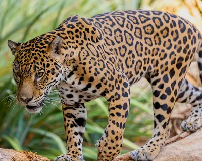 How the Jaguar, King of the Forest, Might Save Its Ecosystem | WIRED