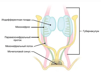 Крипторхизм у собак – что это, почему у кобеля одно яичко, лечение  крипторхов