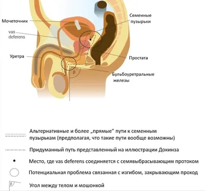 Крипторхизм у собак, операция - стоимость в Zoostatus ru