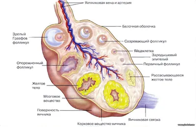 Мультифолликулярные яичники ⋆ Клиника «Адам и Ева»